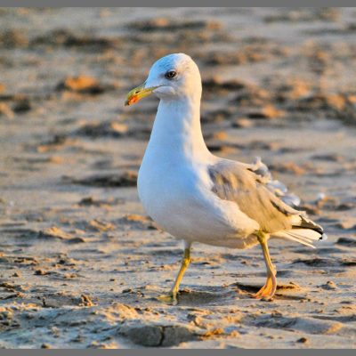 Fotografia profissional de gaivota na praia.