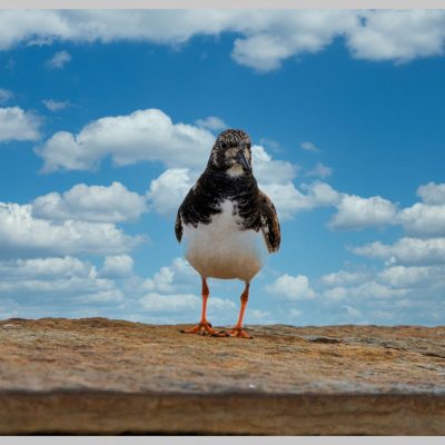 Fotografia profissional de pássaro com fundo de céu e nuvens